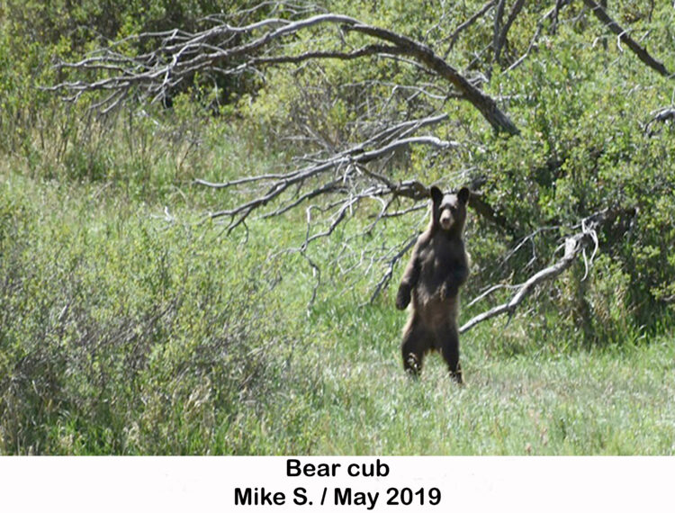 Bear cub standing on hind legs