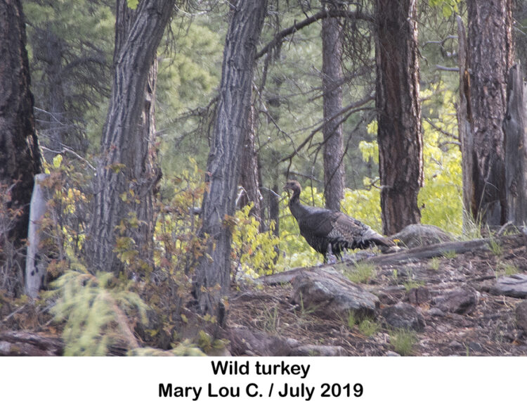 Wild turkey can be solitary or multiple