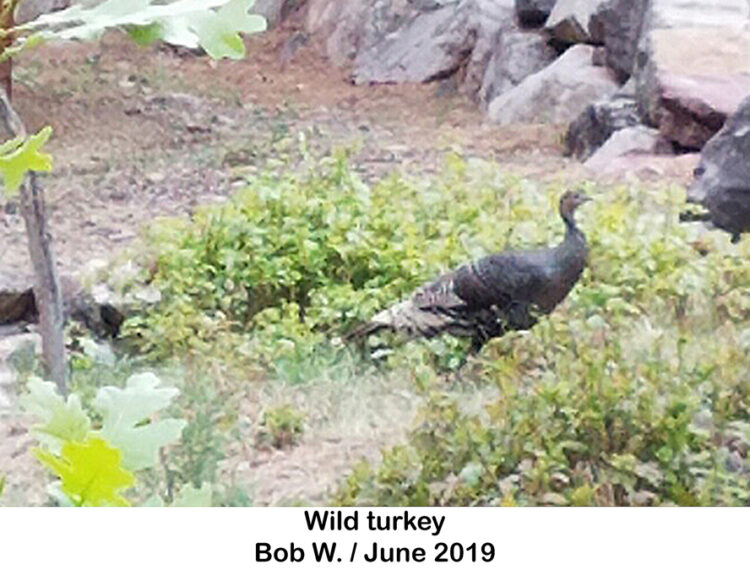 imagejpeg_0002 Wild turkey labeled LR 75