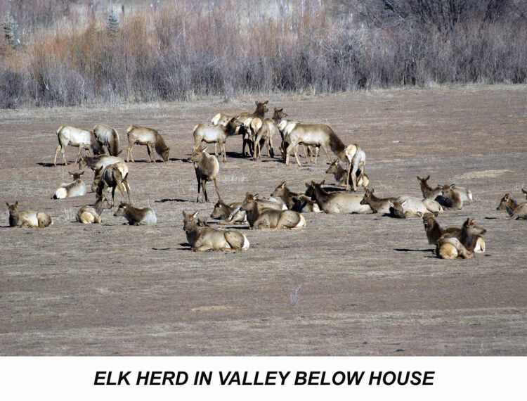 47 Elk in valley
